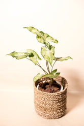 Syngonium "Freckles"